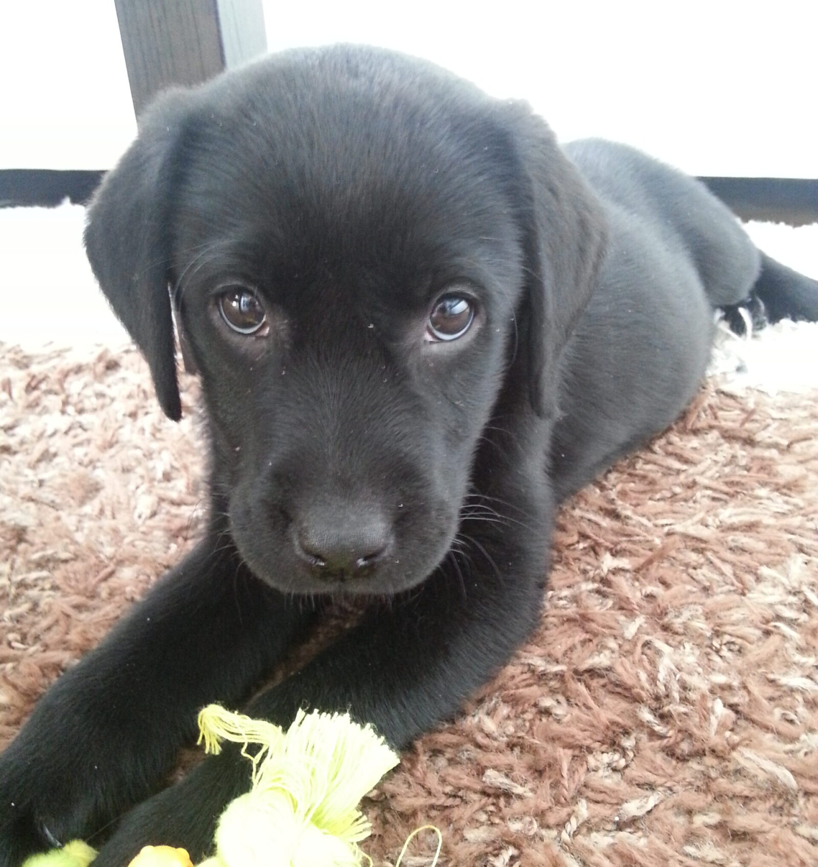 warum mein hund fast gestorben wäre und ich heute tierkinesiologin bin
